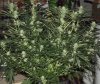 Day-29-flower-I-thinkc1.jpg