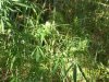 Secret Garden 15 016.jpg