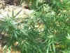 Secret Garden 15 021.jpg