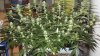 Defoliate 021.jpg