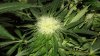 Defoliate 020.jpg