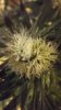 Defoliate 019.jpg