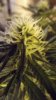 Defoliate 018.jpg