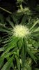 Defoliate 009.jpg