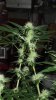 Defoliate 003.jpg