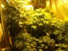 Day 11 Flowering(Oct 15, 2012).jpg