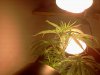 downsized_1015121226.jpg downsized_1015121226.jpg