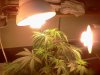 downsized_1015121225.jpg downsized_1015121225.jpg