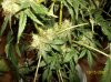 Tri-bud1.jpg