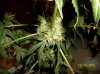 Tri-bud.jpg