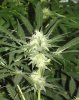 28th-Day-flowerc4.jpg
