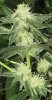 28th-Day-flowerc3.jpg