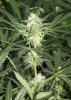 28th-Day-flowerc2.jpg