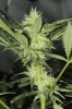 28th-Day-flower1c1.jpg