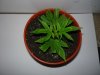 LemonBud Clone.jpg