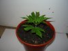 LemonBud clone (2).jpg