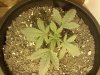 downsized_0916080105a.jpg