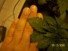 32253100_1669-med.JPG