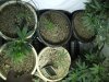 10-17-12 veg room 3.jpg