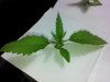 20120824_063730.jpg