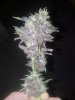 2012-10-17_19-25-27_617.jpg