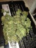 img2602ww.jpg