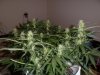 steviestoner-335086-albums-my-grow-cabs-picture2379234-011.jpg steviestoner-335086-albums-my-grow-cabs-picture2379234-011.jpg