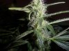 steviestoner-335086-albums-my-grow-cabs-picture2379236-013.jpg steviestoner-335086-albums-my-grow-cabs-picture2379236-013.jpg