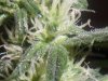 steviestoner-335086-albums-my-grow-cabs-picture2379240-016.jpg