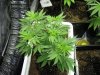 veg4.jpg
