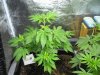veg6.jpg