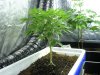 veg5.jpg
