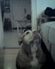 mindydoggy.jpg