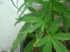 DSC05990.jpg