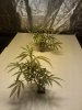 Day 16 2 Plants.jpg Day 16 2 Plants.jpg