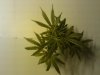Day 16 Plant 1 Top.jpg Day 16 Plant 1 Top.jpg
