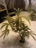 Day 16 Plant 1.jpg Day 16 Plant 1.jpg