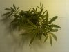 Day 16 Plant 2 Top.jpg Day 16 Plant 2 Top.jpg