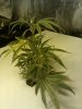 Day 16 Plant 2.jpg Day 16 Plant 2.jpg