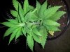 plant life 2.jpg plant life 2.jpg