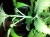 plant life 3.jpg plant life 3.jpg