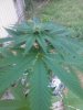 PLANT.jpg