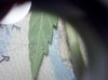 Bugs2.jpg