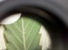 Bugs5.jpg Bugs5.jpg