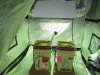 conkeys germinating 017.jpg conkeys germinating 017.jpg