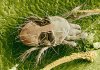 two-spotted-spider-mite.jpg two-spotted-spider-mite.jpg