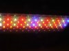 veg LED light.jpg