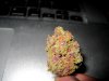purple orange green bud.jpg