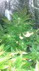 DSC_0156.jpg DSC_0156.jpg