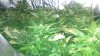 DSC_0165.jpg DSC_0165.jpg